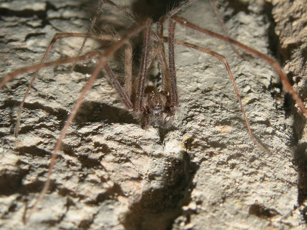 Angelenidae - Tegenaria parietina  - Acquapendente (VT)