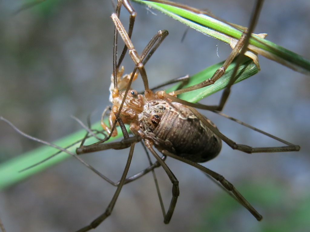 Esuvia o preda? Phalangiidae: Mitopus morio, femmina con esuvia.