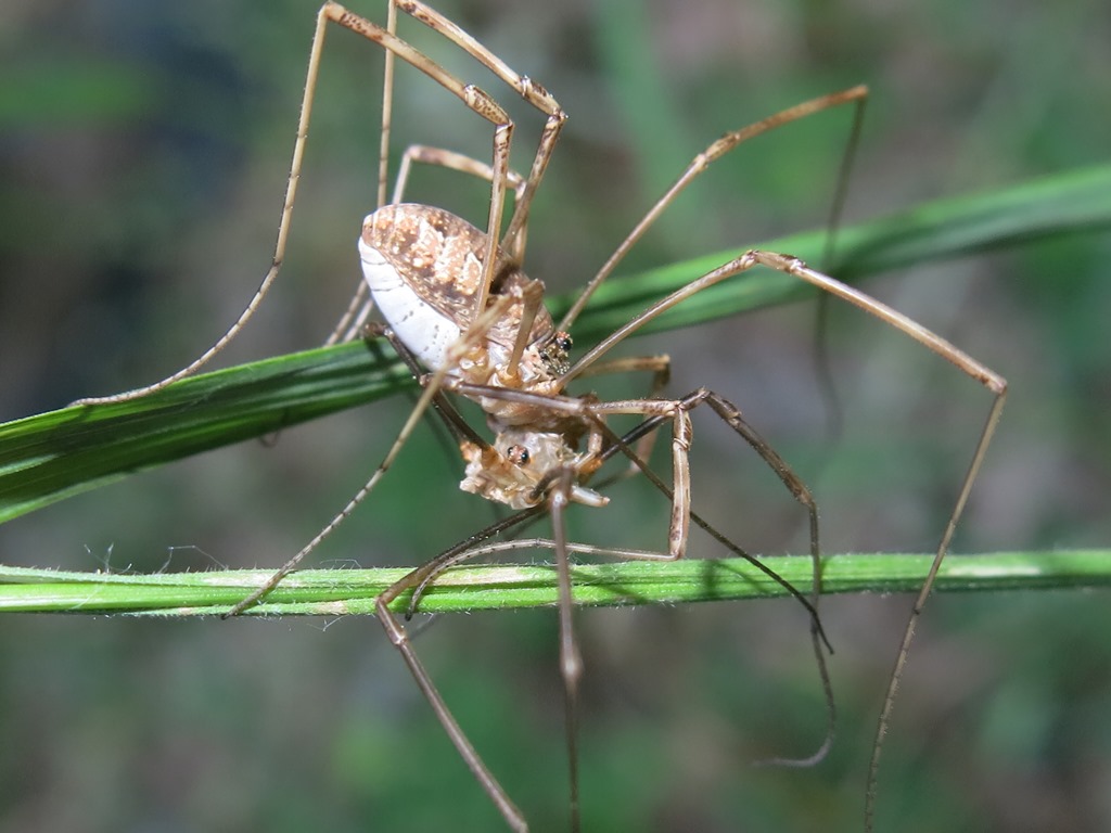 Esuvia o preda? Phalangiidae: Mitopus morio, femmina con esuvia.