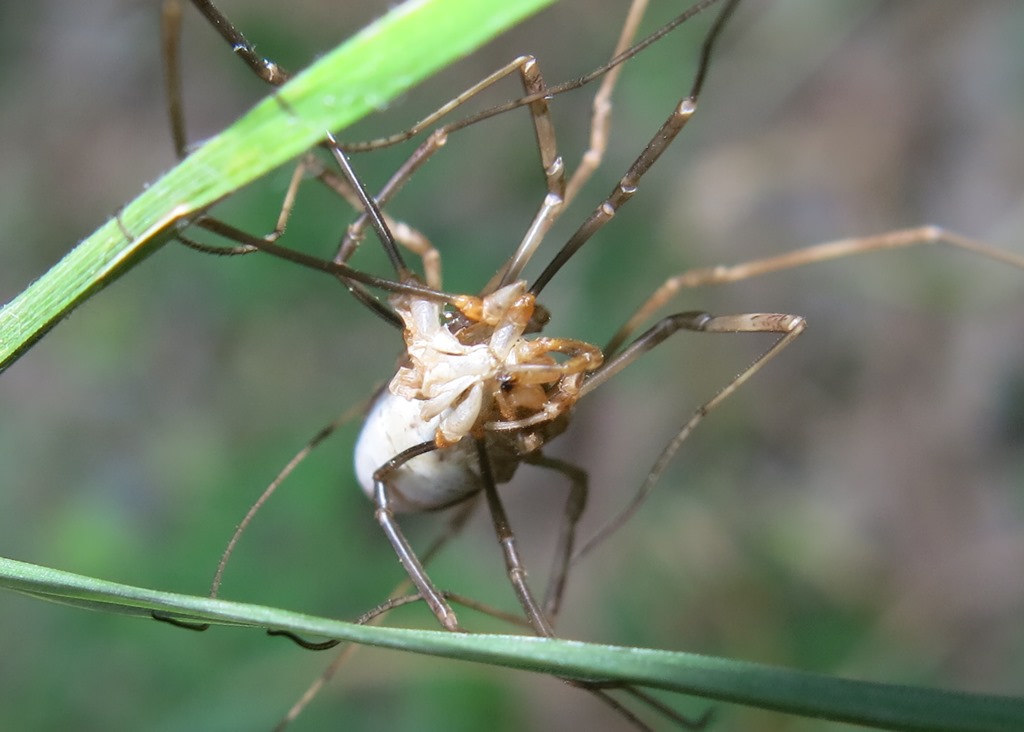 Esuvia o preda? Phalangiidae: Mitopus morio, femmina con esuvia.