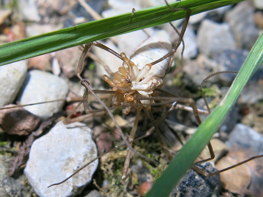 Esuvia o preda? Phalangiidae: Mitopus morio, femmina con esuvia.