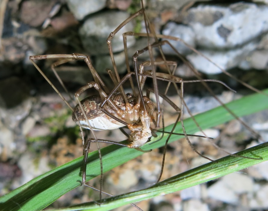 Esuvia o preda? Phalangiidae: Mitopus morio, femmina con esuvia.