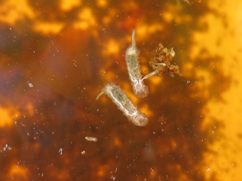 Larve di Syrphidae s.f. Eristalinae