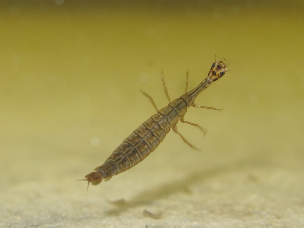 larva acquatica di?
