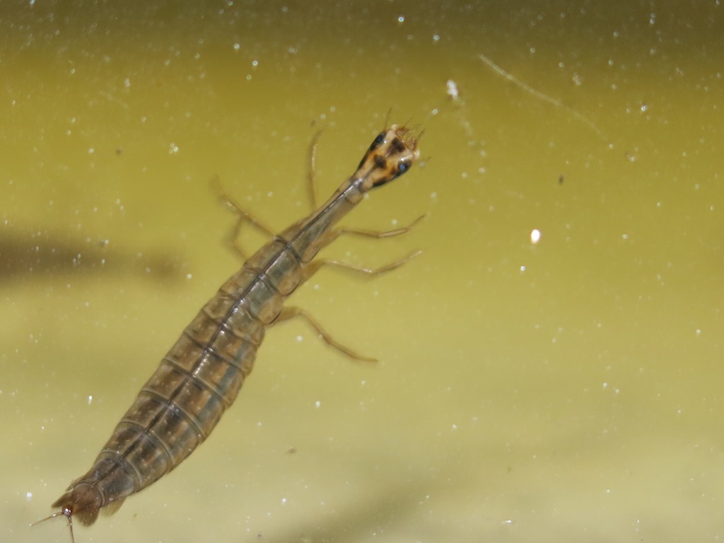 larva acquatica di?