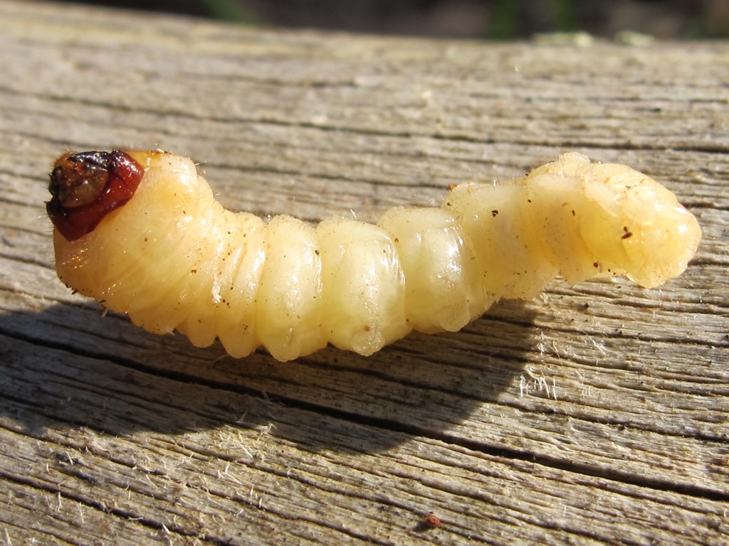 Larva di Cerambycidae