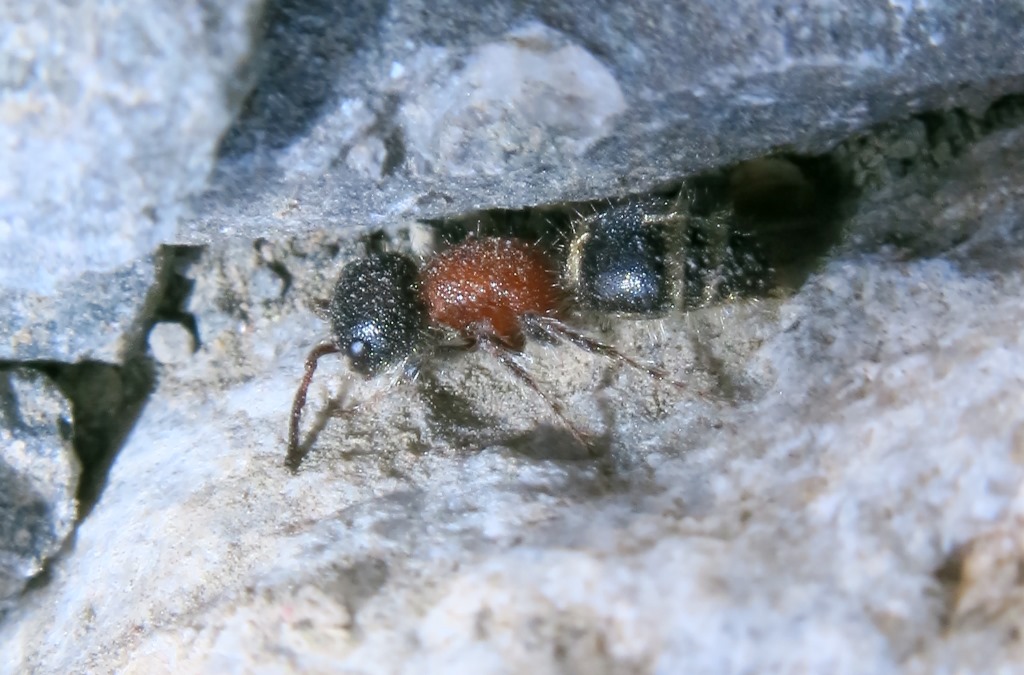 Mutillidae: Myrmilla sp., femmina