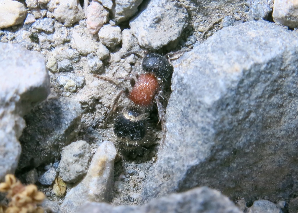 Mutillidae: Myrmilla sp., femmina