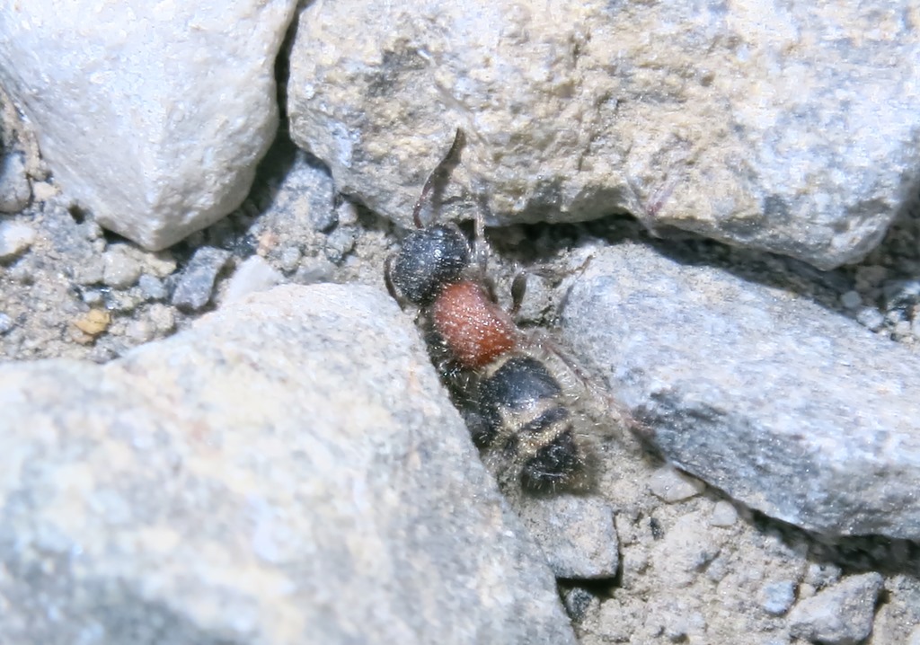 Mutillidae: Myrmilla sp., femmina