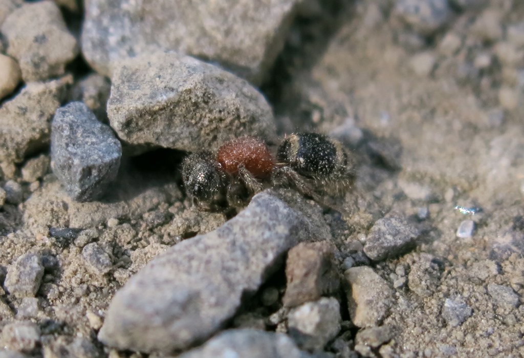 Mutillidae: Myrmilla sp., femmina