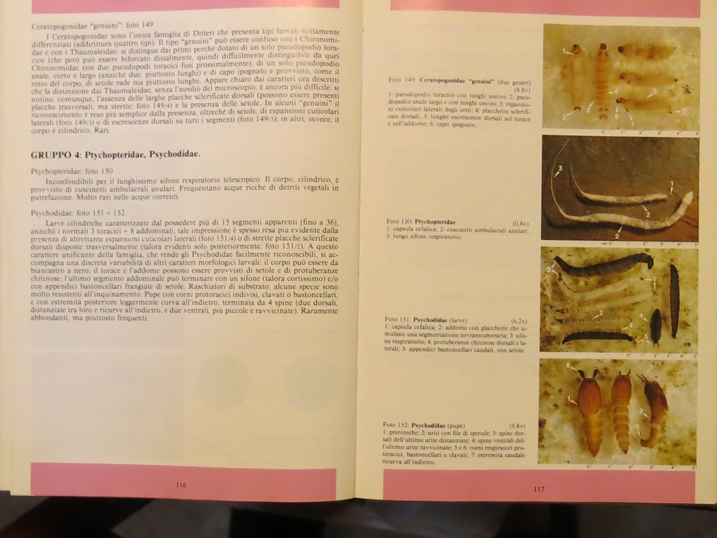 Larve di Syrphidae s.f. Eristalinae