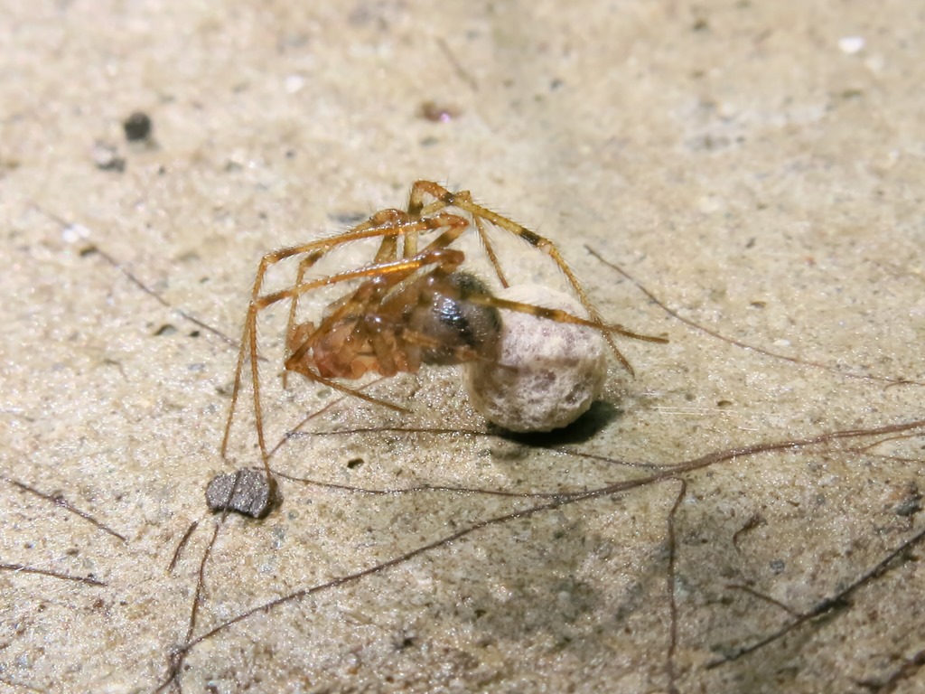 Nesticus cellulanus?...   Nesticus sp. - Acquapendente (VT)