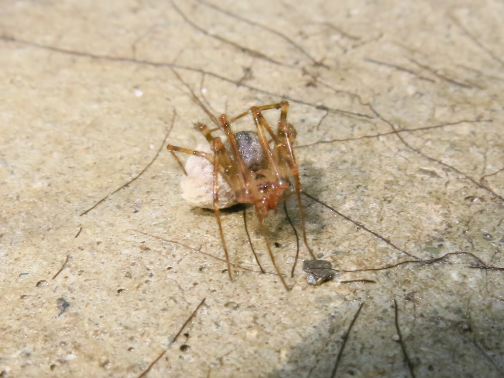 Nesticus cellulanus?...   Nesticus sp. - Acquapendente (VT)