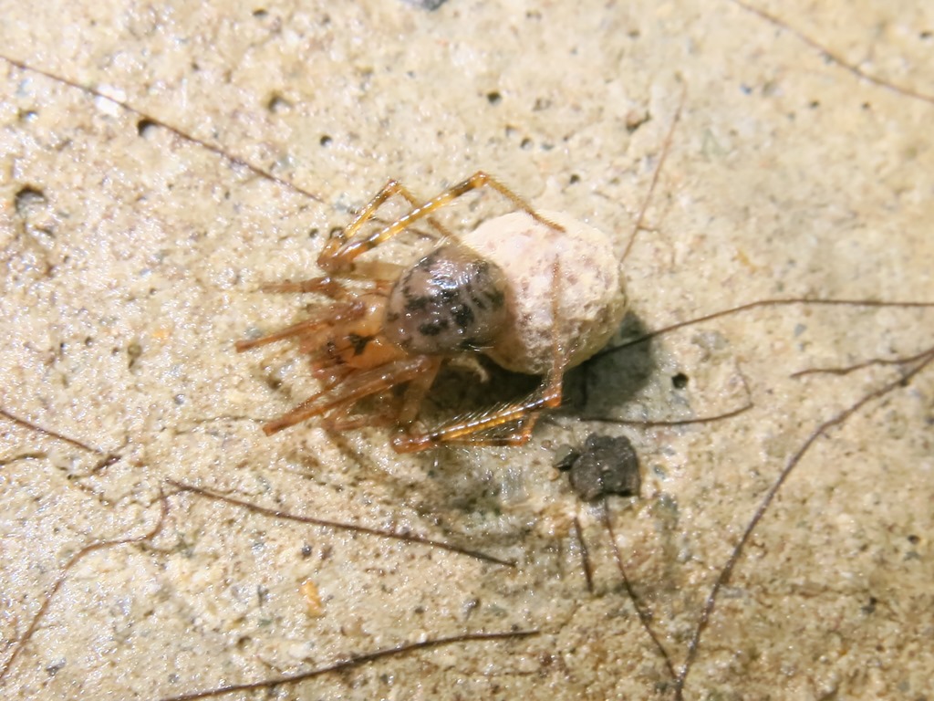 Nesticus cellulanus?...   Nesticus sp. - Acquapendente (VT)