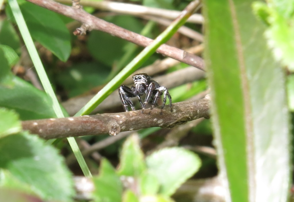 Salticidae: Evarcha arcuata?  S - Acquapendente (VT)