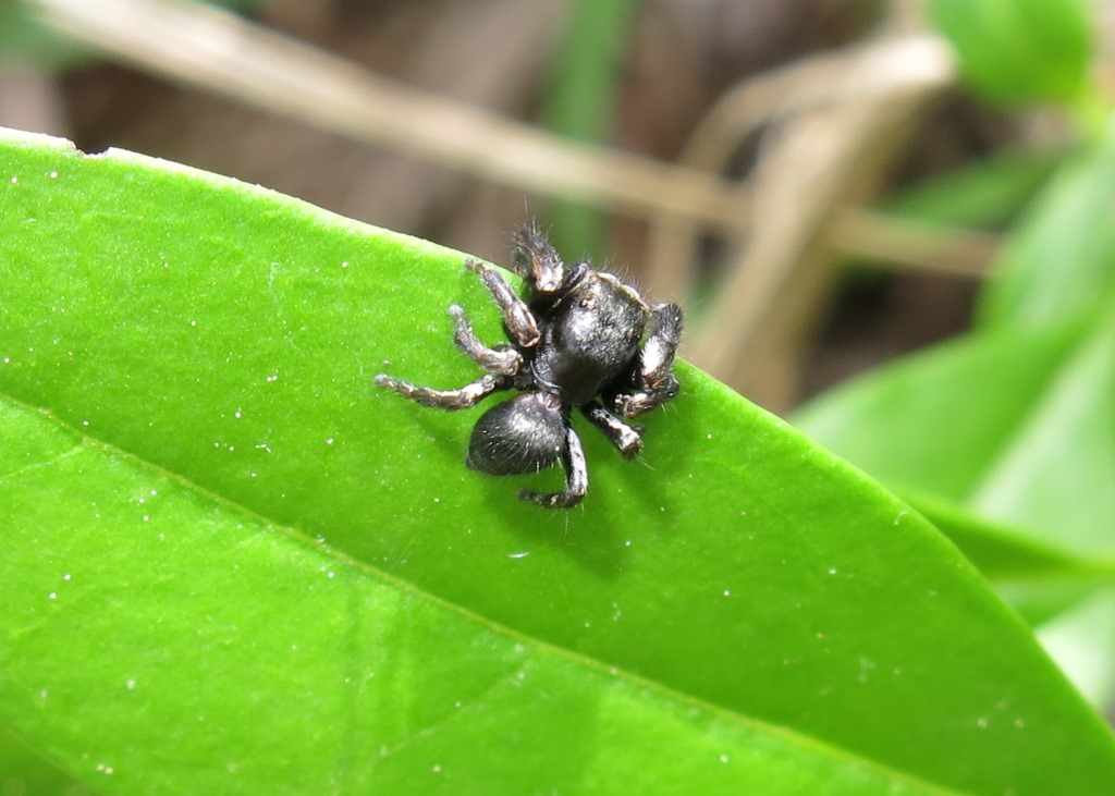 Salticidae: Evarcha arcuata?  S - Acquapendente (VT)