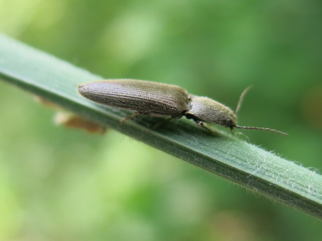 Athous haemorrhoidalis?