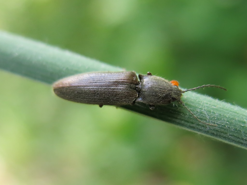 Athous haemorrhoidalis?