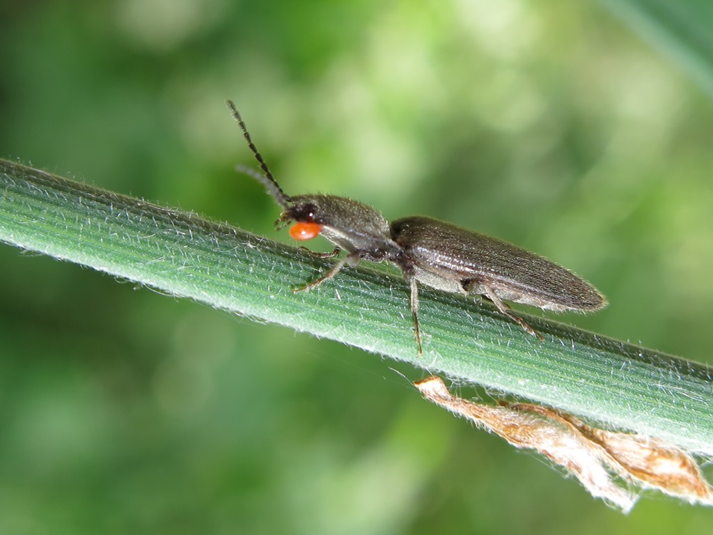 Athous haemorrhoidalis?