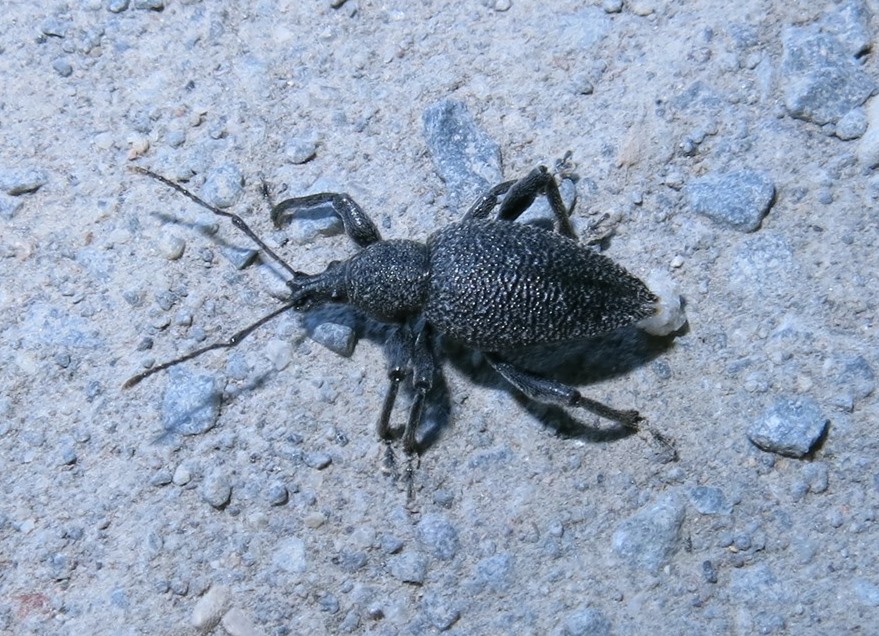 Otiorhynchus armatus? No, Otiorhynchus caudatus