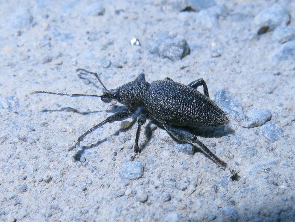 Otiorhynchus armatus? No, Otiorhynchus caudatus