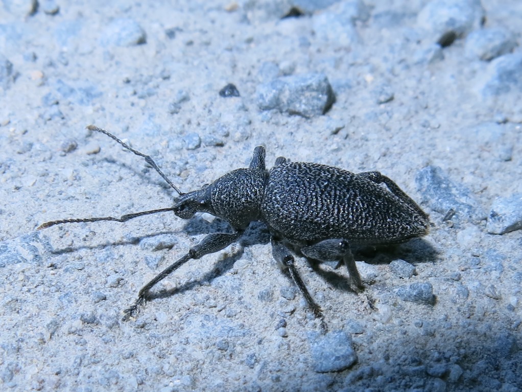 Otiorhynchus armatus? No, Otiorhynchus caudatus