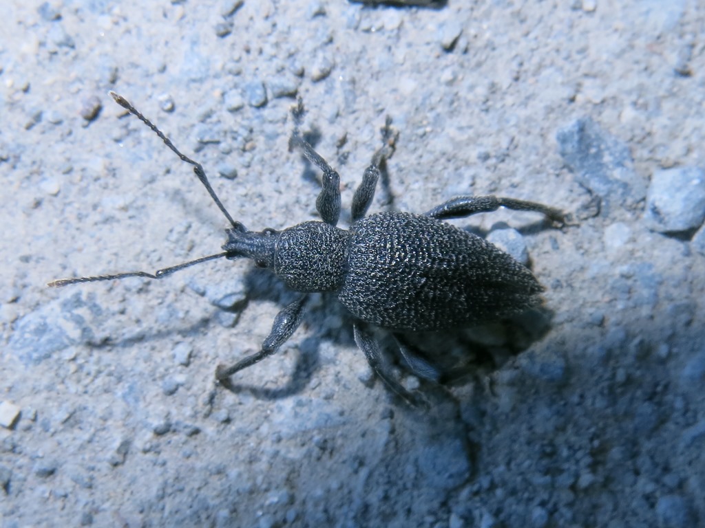 Otiorhynchus armatus? No, Otiorhynchus caudatus