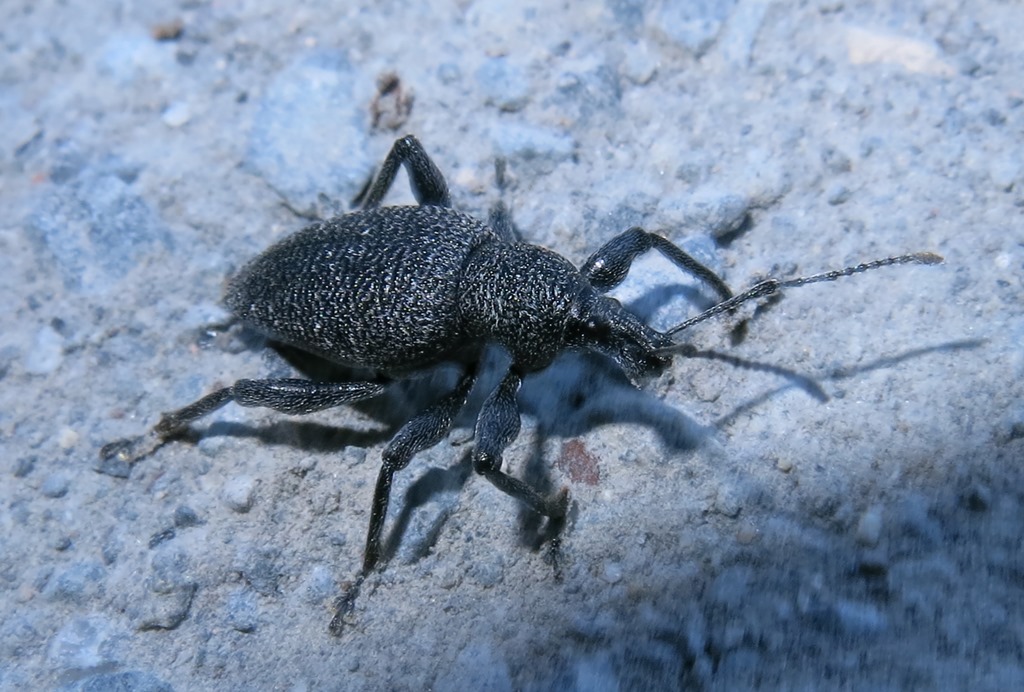 Otiorhynchus armatus? No, Otiorhynchus caudatus