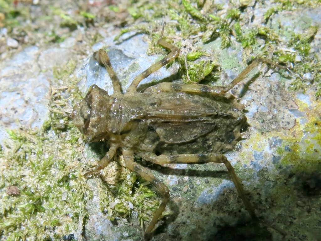 larva di Somatochlora meridionalis (Corduliidae)