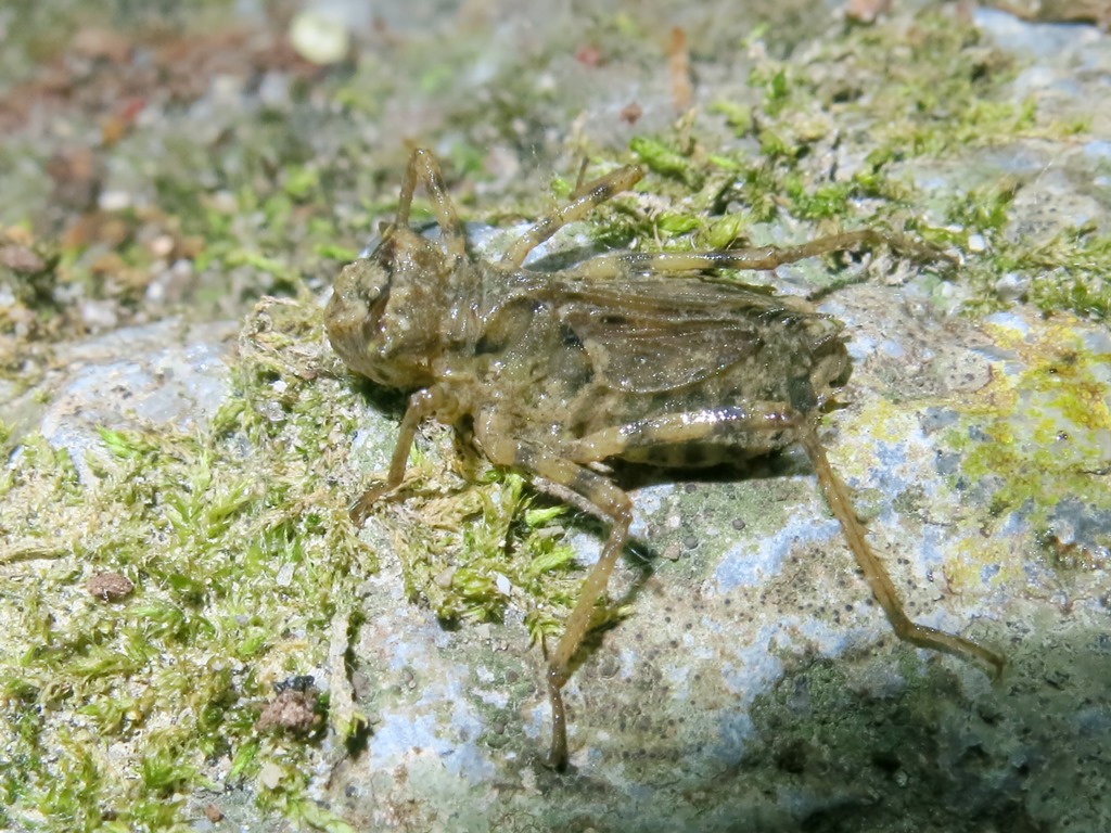 larva di Somatochlora meridionalis (Corduliidae)