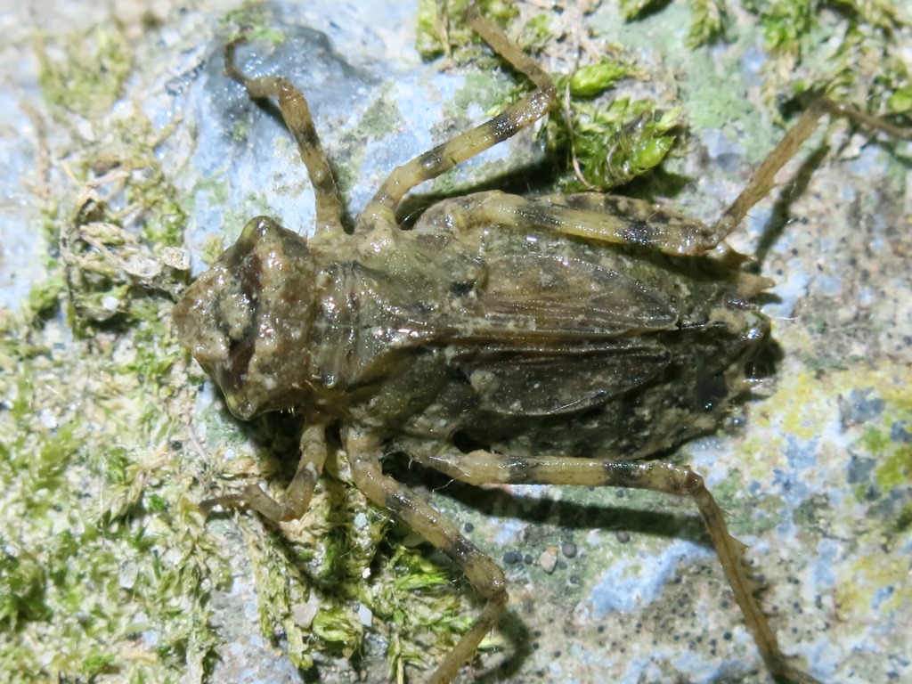 larva di Somatochlora meridionalis (Corduliidae)