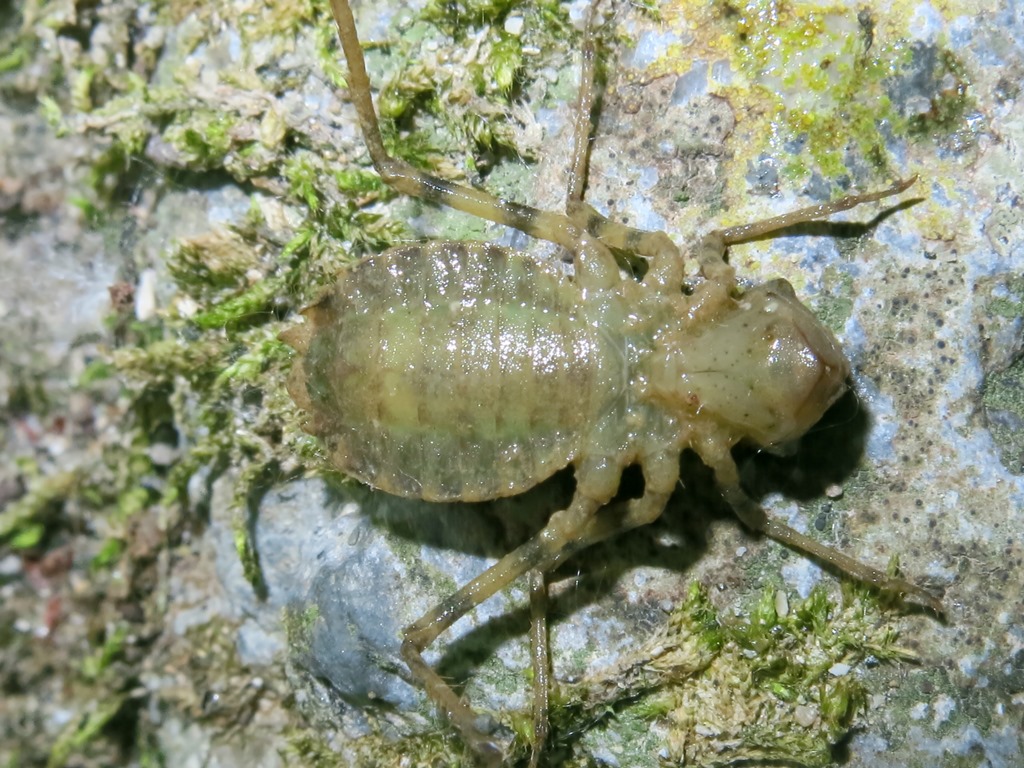 larva di Somatochlora meridionalis (Corduliidae)