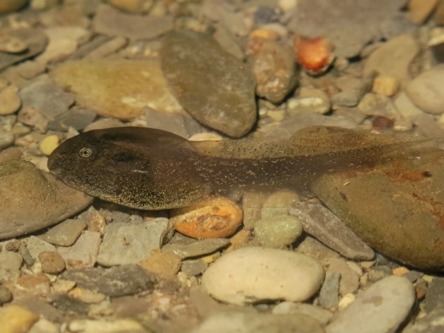 identificazione girini 1 - Rana italica