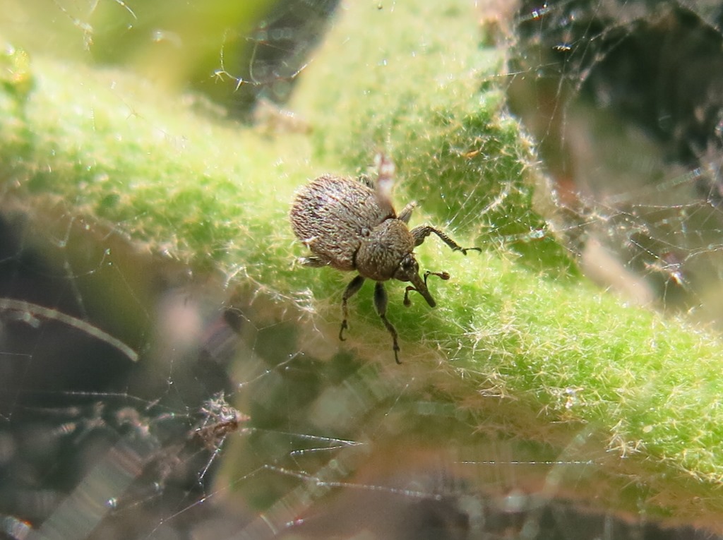 Mini curculionide da determinare - Rhinusa tetra