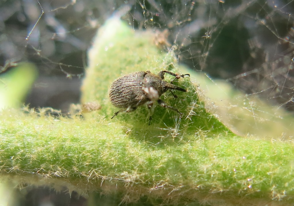 Mini curculionide da determinare - Rhinusa tetra