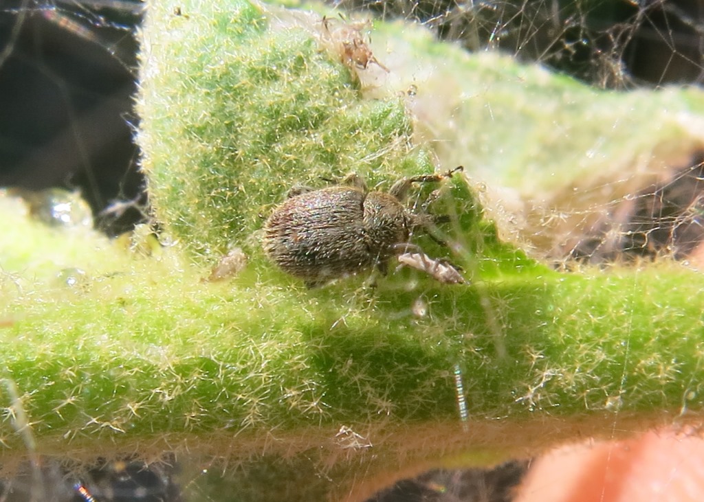 Mini curculionide da determinare - Rhinusa tetra