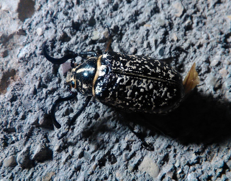 Melolonthidae, maschio di Polyphylla fullo