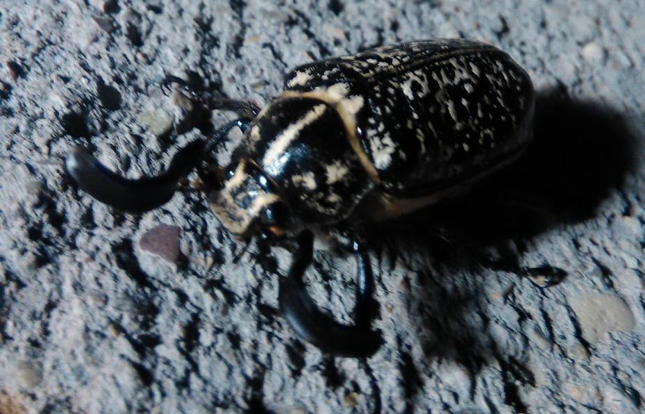 Melolonthidae, maschio di Polyphylla fullo