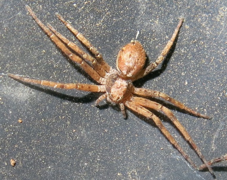 Philodromus sp. - Acquapendente (VT)