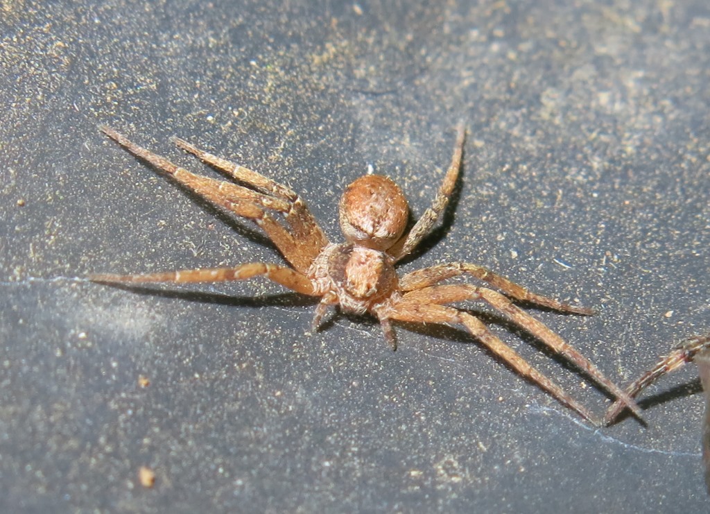 Philodromus sp. - Acquapendente (VT)