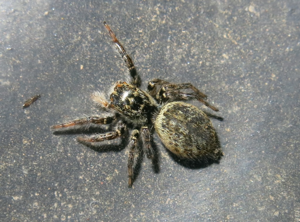 Salticidae: Carrhotus xanthogramma, femmine - Acquapendente (VT)