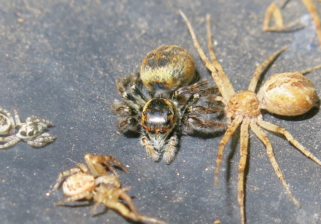Salticidae: Carrhotus xanthogramma, femmine - Acquapendente (VT)