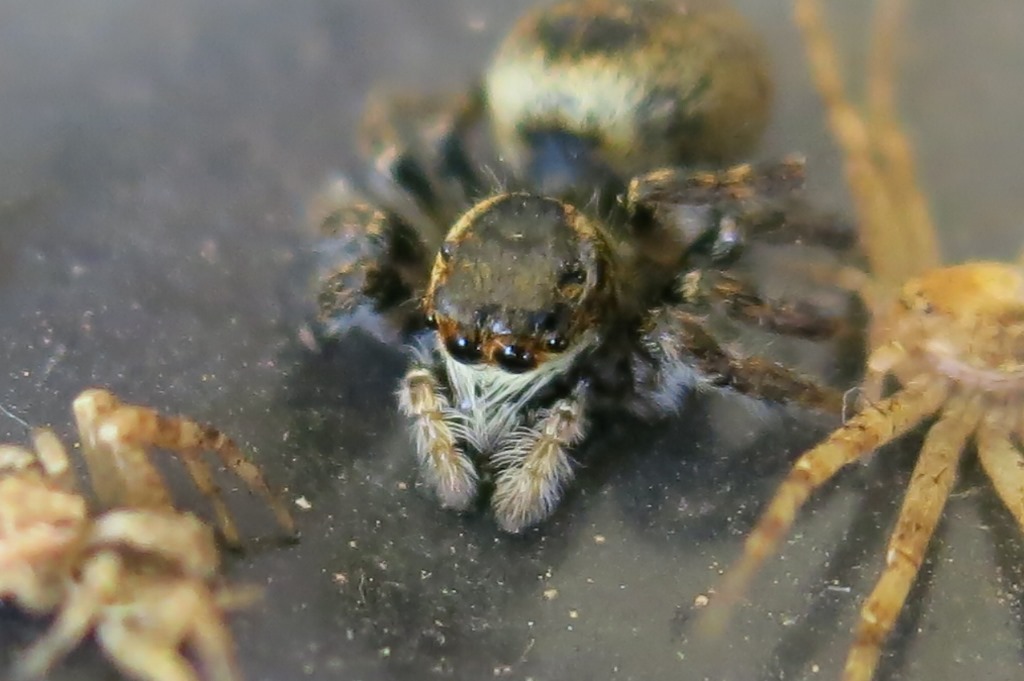 Salticidae: Carrhotus xanthogramma, femmine - Acquapendente (VT)