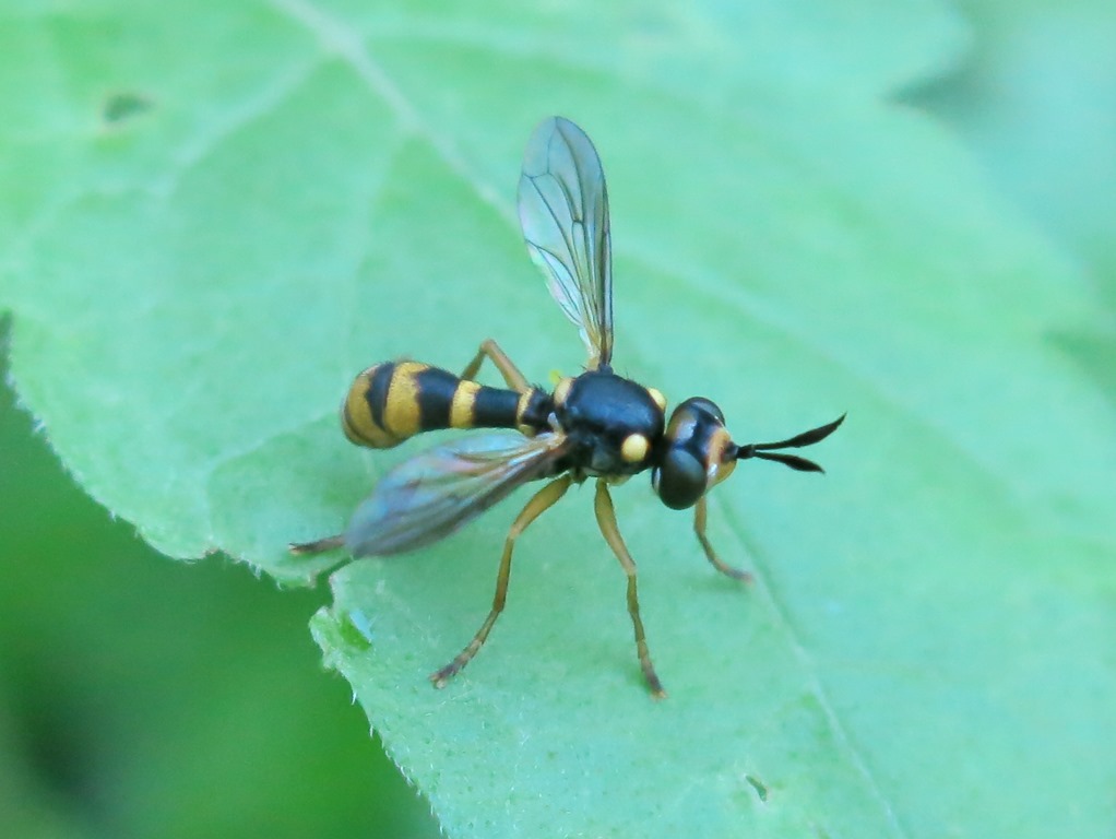 Conopidae:  Conops quadrifasciatus?   No, Leopoldius sp.