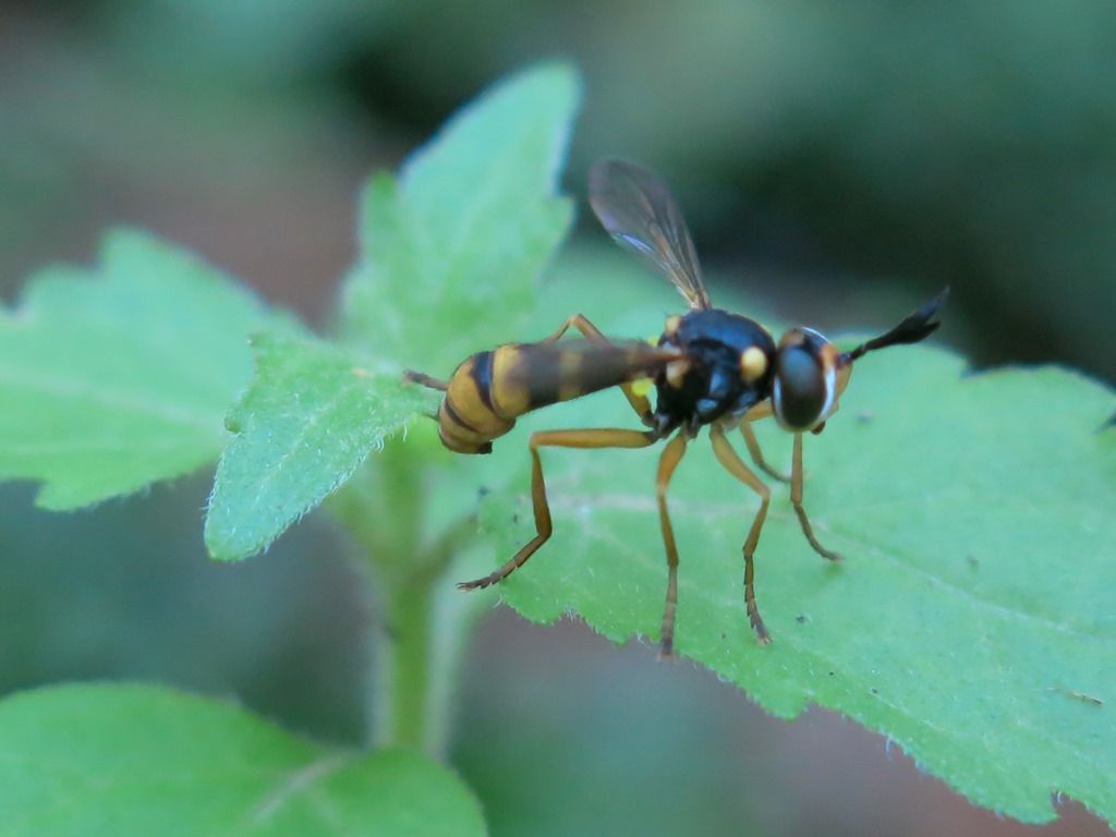 Conopidae:  Conops quadrifasciatus?   No, Leopoldius sp.