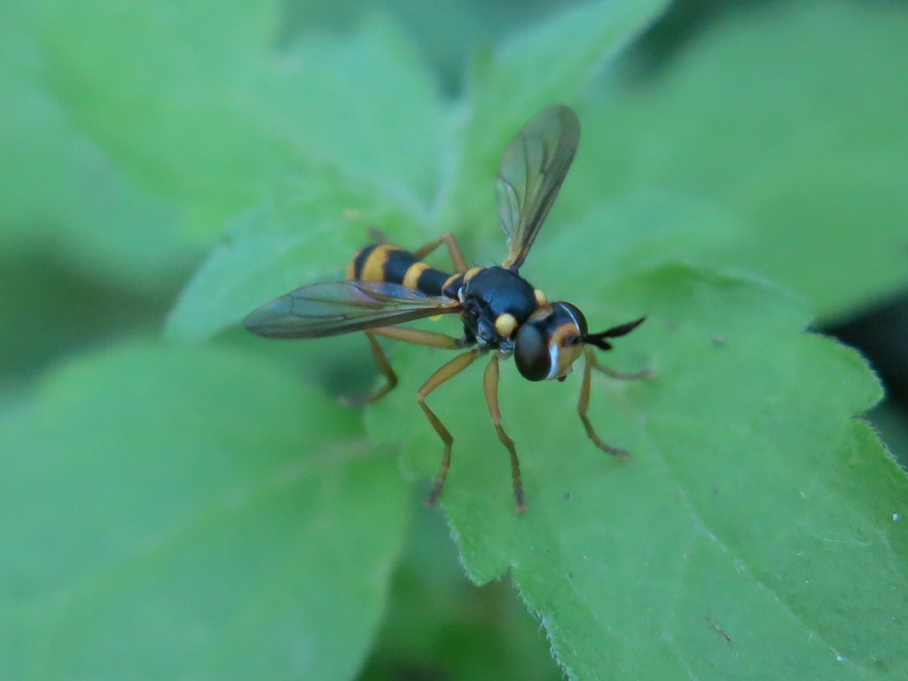 Conopidae:  Conops quadrifasciatus?   No, Leopoldius sp.