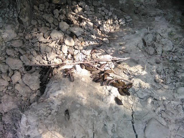 Buche fatte dall''istrice?