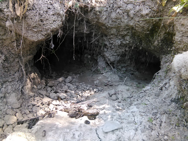 Buche fatte dall''istrice?