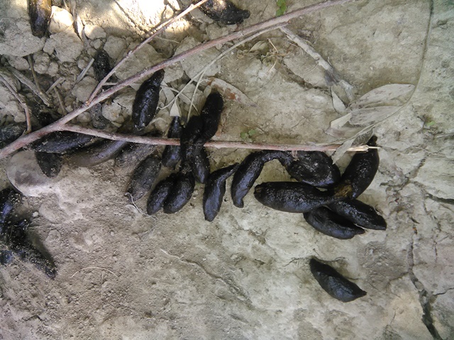 Buche fatte dall''istrice?