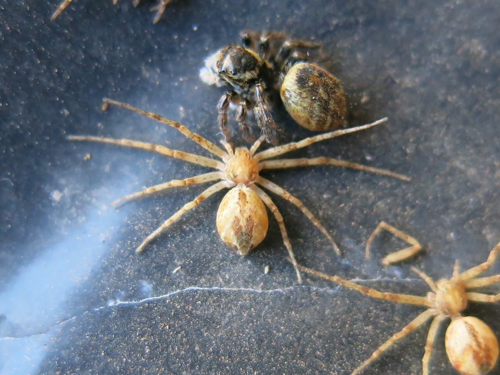 Philodromus sp. - Acquapendente (VT)